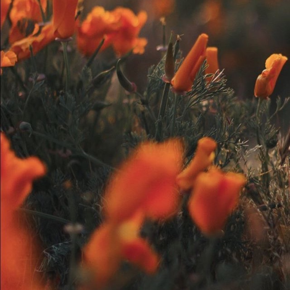 Meet your Posher, Sydney